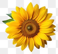 PNG Sunflower petal plant inflorescence. AI generated Image by rawpixel.