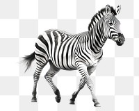 PNG Zebra wildlife animal mammal. 