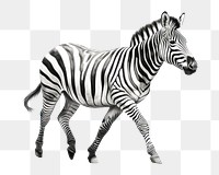 PNG Zebra wildlife animal mammal. 