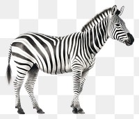 PNG Zebra wildlife animal mammal. 