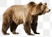 PNG Bear wildlife mammal animal. AI generated Image by rawpixel.