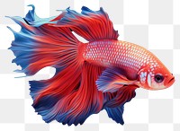 PNG Fish goldfish animal pomacentridae. 