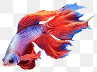 PNG Fish goldfish animal underwater. 