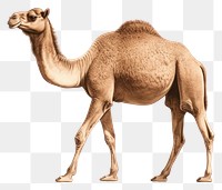 PNG Camel wildlife animal mammal