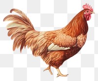 PNG Chicken poultry animal bird. 