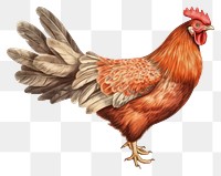 PNG Chicken poultry drawing animal. 