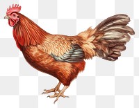 PNG Chicken poultry animal bird. 