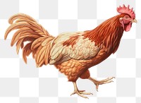 PNG Chicken poultry animal bird. 