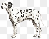 PNG Dalmatian animal mammal pet. 