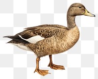 PNG Animal goose bird duck. 