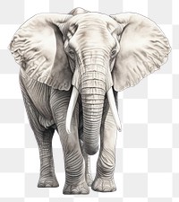 PNG Elephant drawing wildlife animal. 