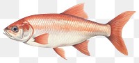 PNG Seafood animal fish freshness. AI generated Image by rawpixel.