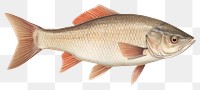 PNG Fish seafood animal  