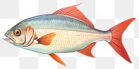 PNG Fish seafood animal  