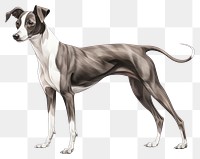 PNG Greyhound mammal animal dog. AI generated Image by rawpixel.