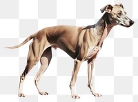 PNG Greyhound animal mammal dog. 