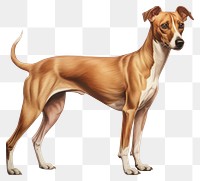 PNG Hound greyhound animal mammal. 