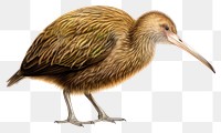 PNG Bird animal beak white background. 