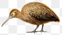 PNG Bird drawing animal beak. AI generated Image by rawpixel.