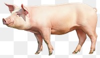 PNG Pig mammal animal  