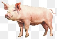 PNG Pig mammal animal  