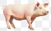 PNG Pig mammal animal white background. AI generated Image by rawpixel.