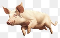 PNG Pig animal mammal boar. AI generated Image by rawpixel.