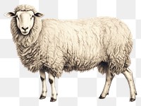 PNG Sheep livestock animal mammal. AI generated Image by rawpixel.