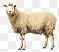 PNG Sheep livestock animal mammal. AI generated Image by rawpixel.