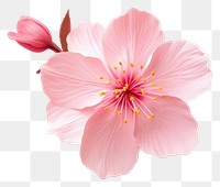 PNG Flower blossom petal plant. AI generated Image by rawpixel.