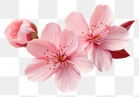 PNG Flower blossom petal plant. AI generated Image by rawpixel.