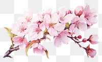 PNG  Blossom flower cherry plant. AI generated Image by rawpixel.