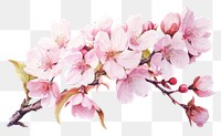 PNG Blossom flower cherry plant. 