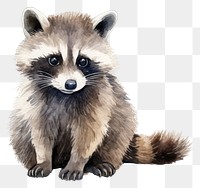 PNG Raccoon mammal animal cute