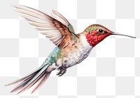 PNG Hummingbird animal flying wildlife. 