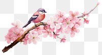 PNG Flower bird outdoors blossom. AI generated Image by rawpixel.