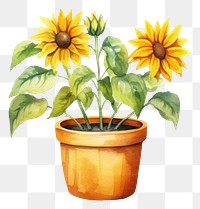 PNG Sunflower plant inflorescence terracotta. AI generated Image by rawpixel.