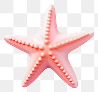 PNG Starfish white background invertebrate echinoderm. 