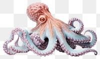 PNG Octopus animal invertebrate cephalopod. 