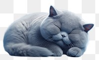 PNG Sleeping animal mammal kitten. AI generated Image by rawpixel.