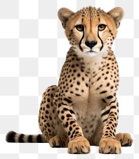 PNG Cheetah wildlife animal mammal. 