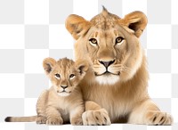 PNG  Wildlife mammal animal lion. AI generated Image by rawpixel.
