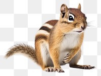 PNG Chipmunk squirrel animal mammal. 