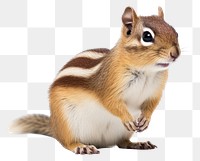 PNG Squirrel chipmunk animal mammal. 