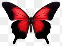 PNG  Butterfly animal insect white background. AI generated Image by rawpixel.