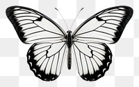 PNG Butterfly animal insect invertebrate.