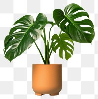 PNG Plant leaf houseplant freshness. 