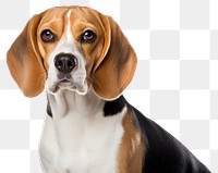 PNG Beagle animal mammal hound. 