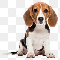 PNG Beagle animal mammal hound. 