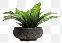 PNG Plant leaf vase houseplant. 